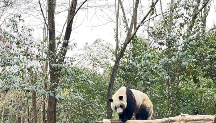 龙医归来：开局闪婚女总裁最新章节