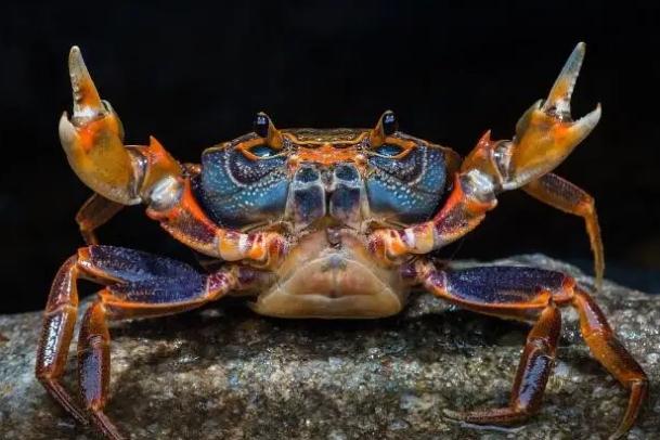 为什么海边小螃蟹没人吃 螃蟹哪些部位不能吃