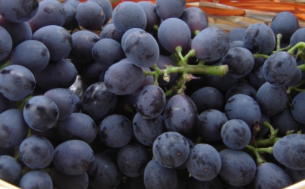 吃葡萄的注意事项有哪些 吃葡萄要注意什么