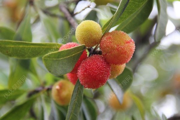 五种模范的外子最简朴出轨