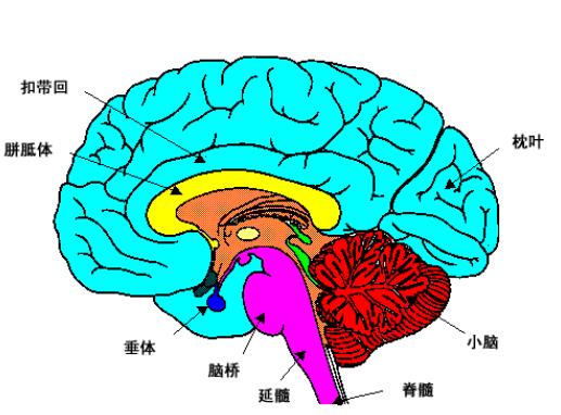 脑积水的症状有哪些 头重头围增大颅内压铸件增高