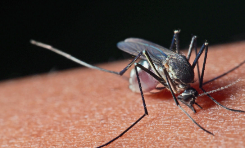 房间的蚊子自己死了是什么状况 屋子里的蚊子会天然死吗