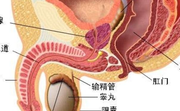 睾丸炎能自愈吗？睾丸炎吃什么药？(1)