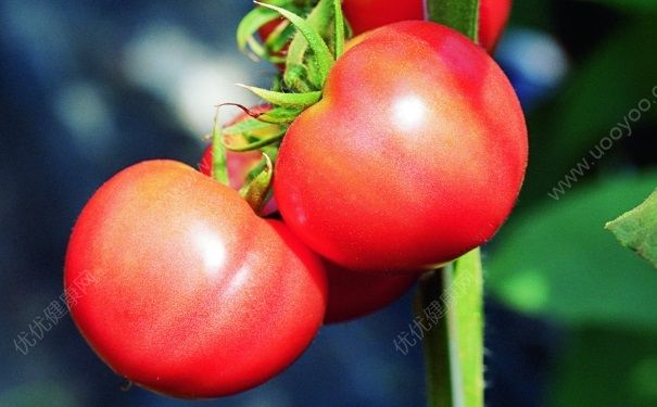 吃番茄的禁忌有哪些？吃番茄的注意事项