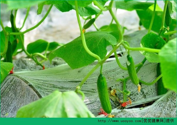 重生之铁血山河最新章节