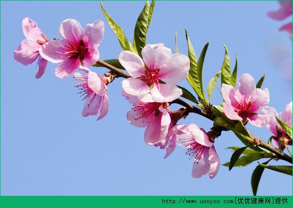 花粉过敏该怎么办 如何预防花粉过敏