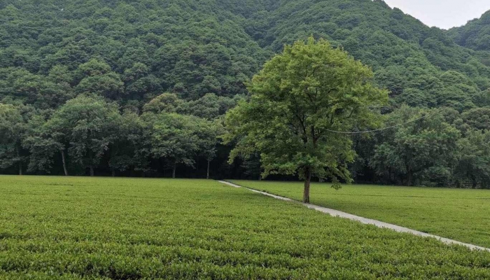 安吉百草园旅游攻略 浙江安吉百草园景点介绍