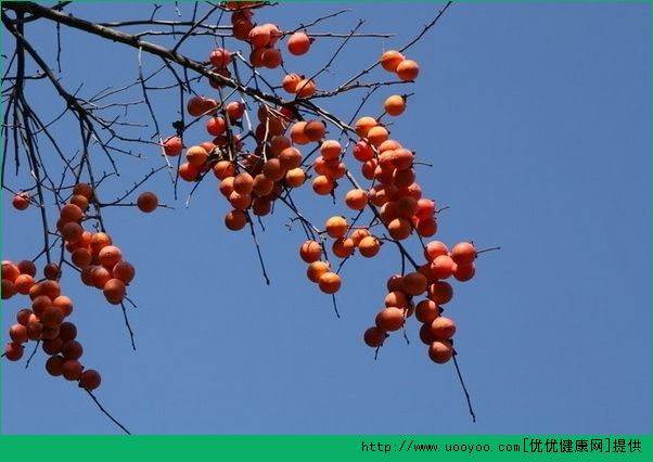 肾炎能吃柿子吗？肾炎吃柿子好吗？(3)