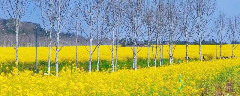 夏季婺源旅游攻略 婺源自由行攻略一日游