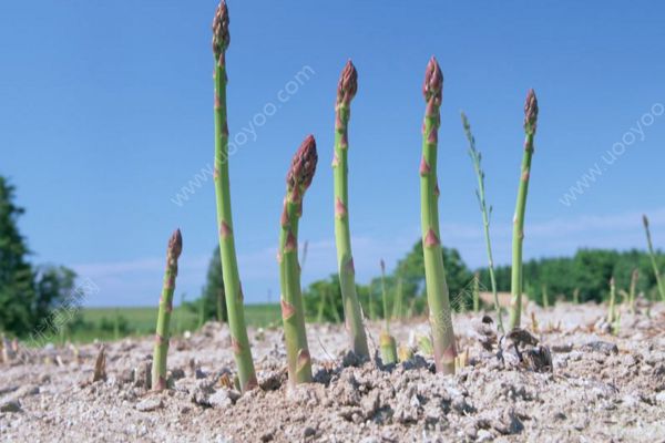 肺癌吃芦笋能治好吗 芦笋抗癌疗法是真是假