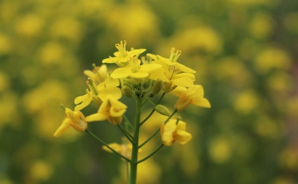 油菜开花了还能吃吗？开花的开花<strong></strong>油菜能吃吗？(1)