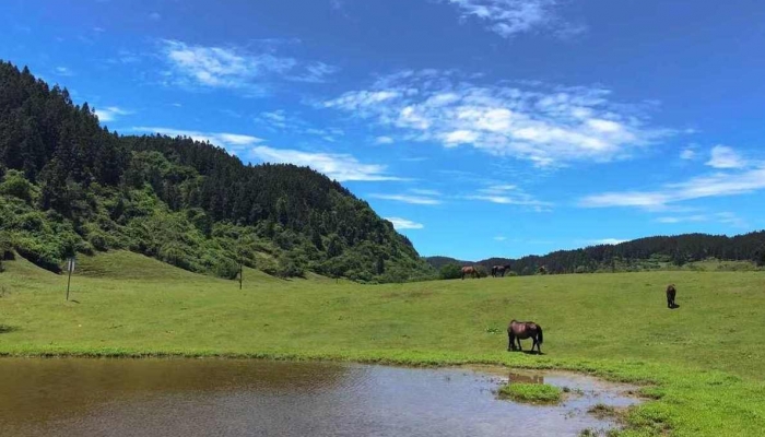 重庆武隆仙女山旅游攻略 重庆武隆仙女山旅游景点