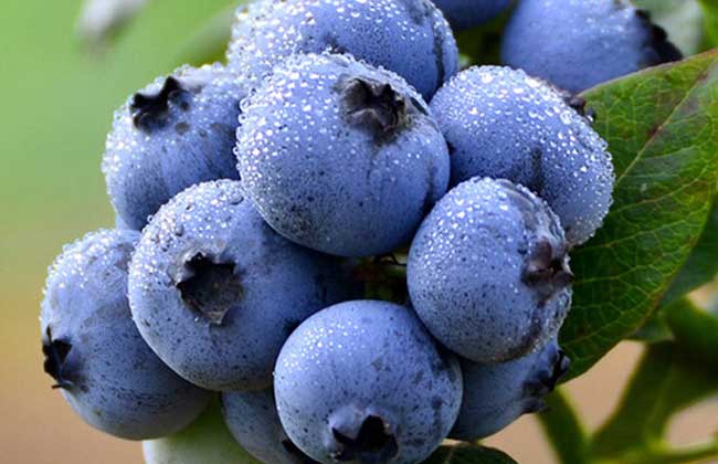 丹东蓝莓和云南蓝莓哪个好吃 吃蓝莓的注意事项