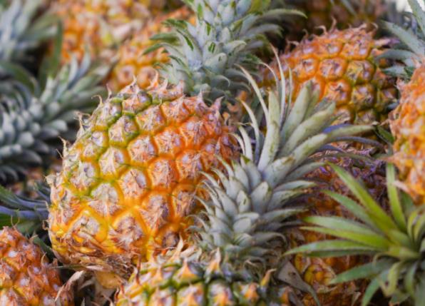 菠萝可以和酸奶一起吃吗 有机酸性物质及蛋白酶引起身体不适