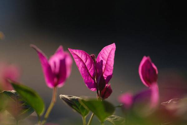 《蜜蜂少女队》最新一期,选散残破版下浑正在线没有雅不雅旁没有雅不雅