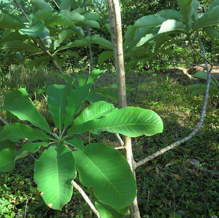 经纪手札诡迹手游下载