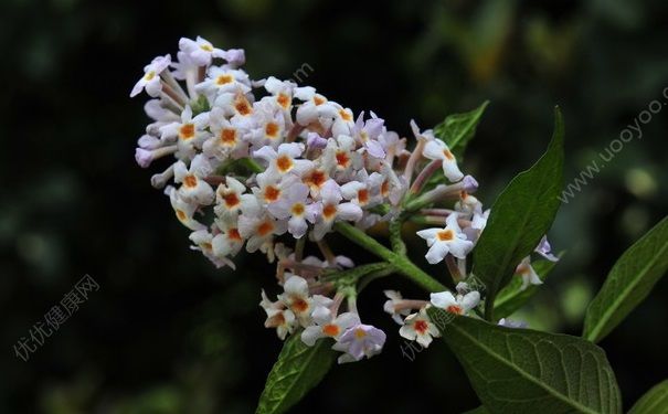 密蒙花的花的花茶功效与作用 密蒙花茶的饮用禁忌(1)