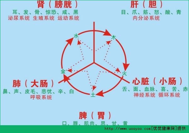 脏与腑的区别是什么？脏与腑的关系有哪些？(4)