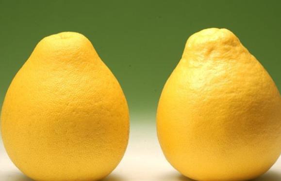 吃柚子可以止咳吗 柠檬烯派烯,使呼吸道分泌物变多变稀
