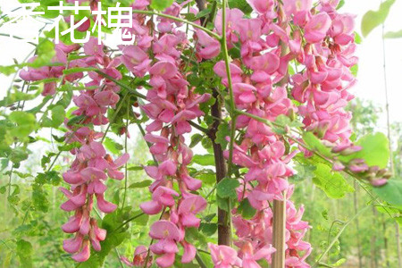 香花槐