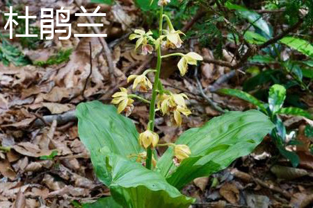 棉花糖战云朵妈妈1废料芯希图片子甚么时分上映