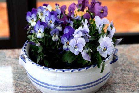 紫罗兰小盆栽
