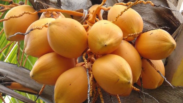 黄椰子的养殖方法和注意事项