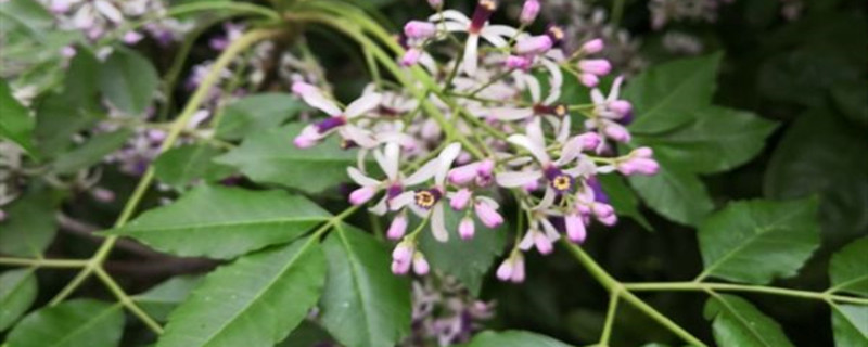 盆栽丁香花用什么土，其养丁香花的其他养护因素