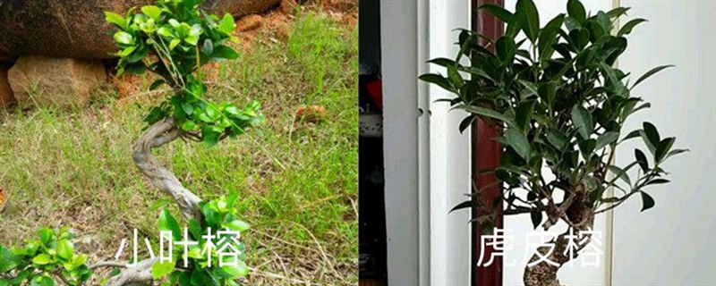 小叶榕和皋比榕的区别，是统一种植物吗