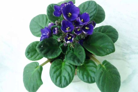 紫罗兰小盆栽