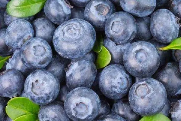 吃蓝莓会过敏吗 皮肤过敏能吃蓝莓吗