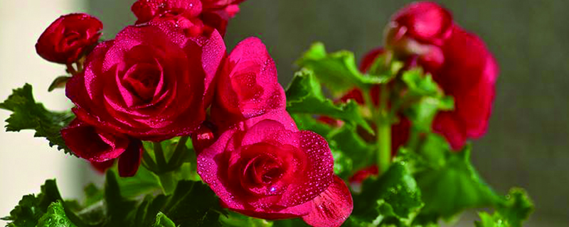 玫瑰海棠的养殖法子和留神事项