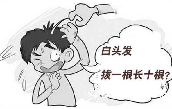 白头发真的是拔一根会长十根吗 白头发如何根治才能变成黑头发