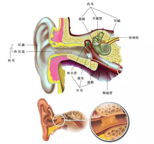 耳屎是怎么产生的？耳屎多是怎么回事呢？[图]