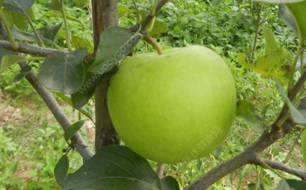 青苹果什么季节成熟？青苹果几月份上市？(2)