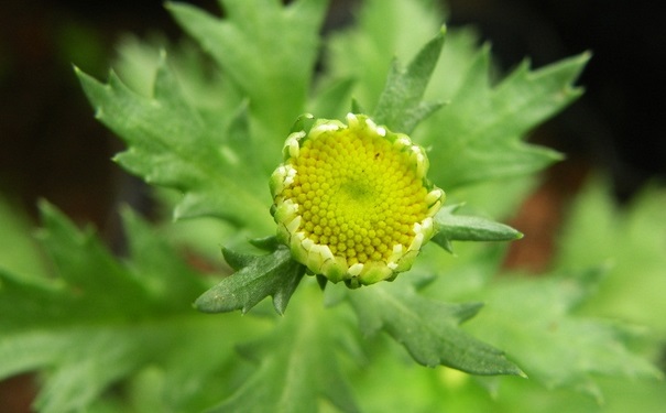 驱蚊植物对人体有害吗？驱蚊植物有哪些？(1)