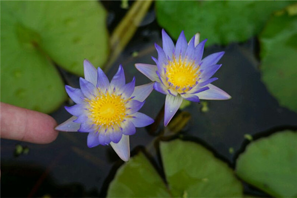 ​我们的整个夏天,都被这些花承包了