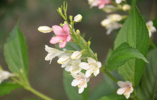 ​锦带花的花语和文化内涵