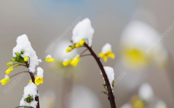 【众志成城抗击雨雪冰冻灾害】冰雪中最熟悉的“陌生人”