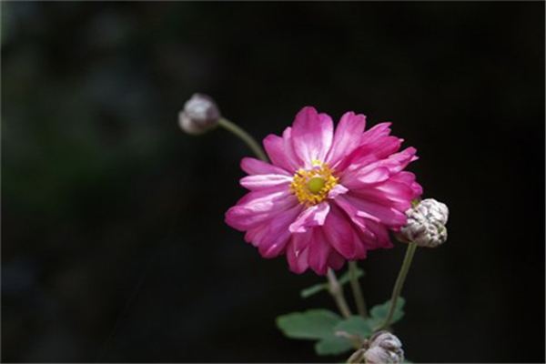 秋牡丹的秋牡花语和传说