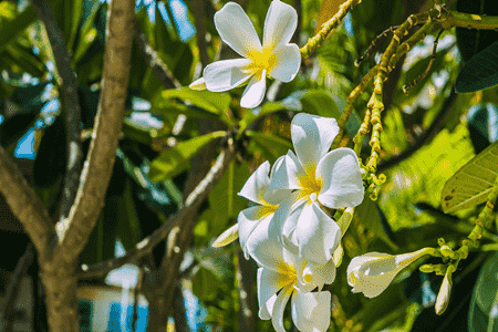 鸡蛋花