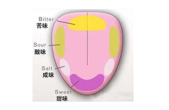 味蕾在舌头的什么位置 舌头哪个部位对哪种味道最敏感