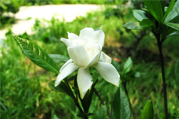 栀子花什么时候发芽