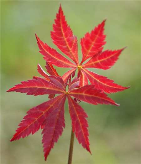 芋头和红薯哪个热量高