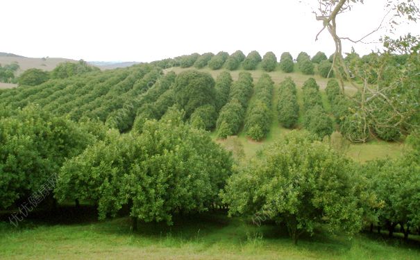 夏威夷果是什么植物的果实？夏威夷果树长什么样？(3)