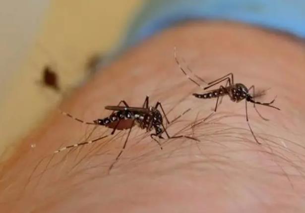 蚊子咬起水泡众久能好 蚊子咬后留下黑疤奈何去除