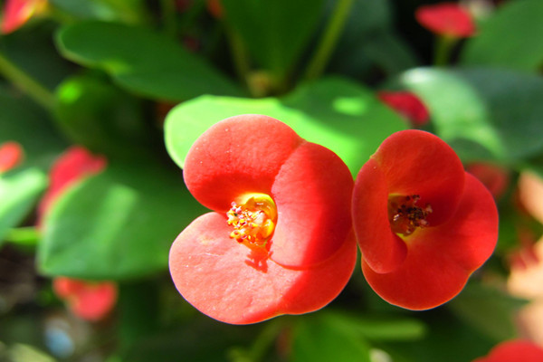 《旋风花招师第两季》电视剧