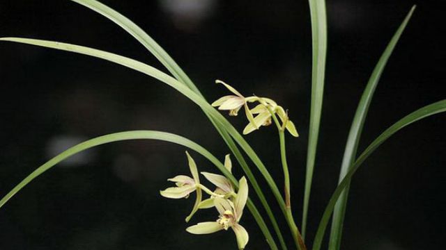 《九天神话》世界揭秘：阴暗奇异的雨凝溶洞