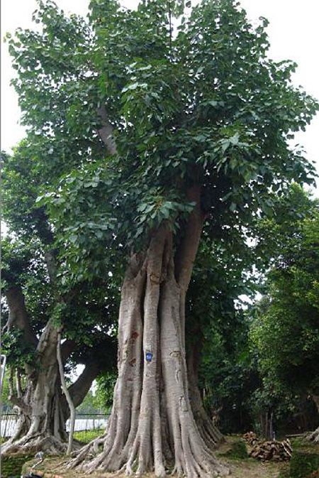 世界上最大的菩提树图片