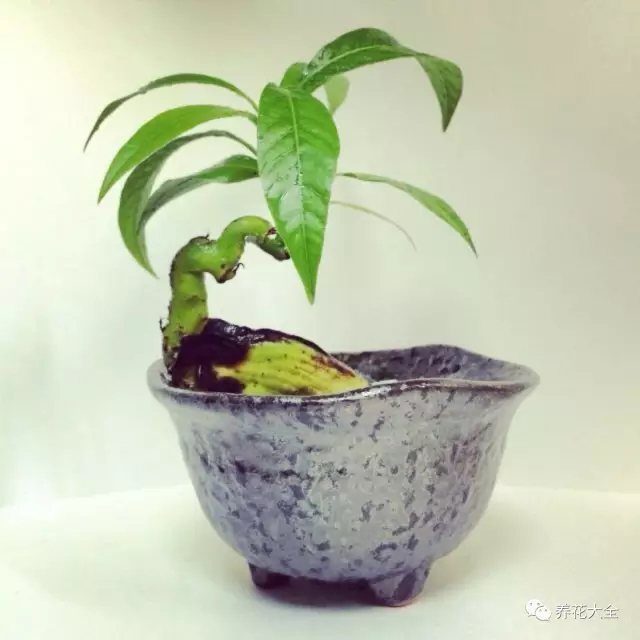 小芒果树